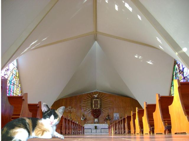 Mi gatita Princesa visita La Lomita en Culiacán